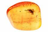 Fossil Fly (Dolichopodidae) w/ Attached Phoretic Mite in Baltic Amber #357915-1